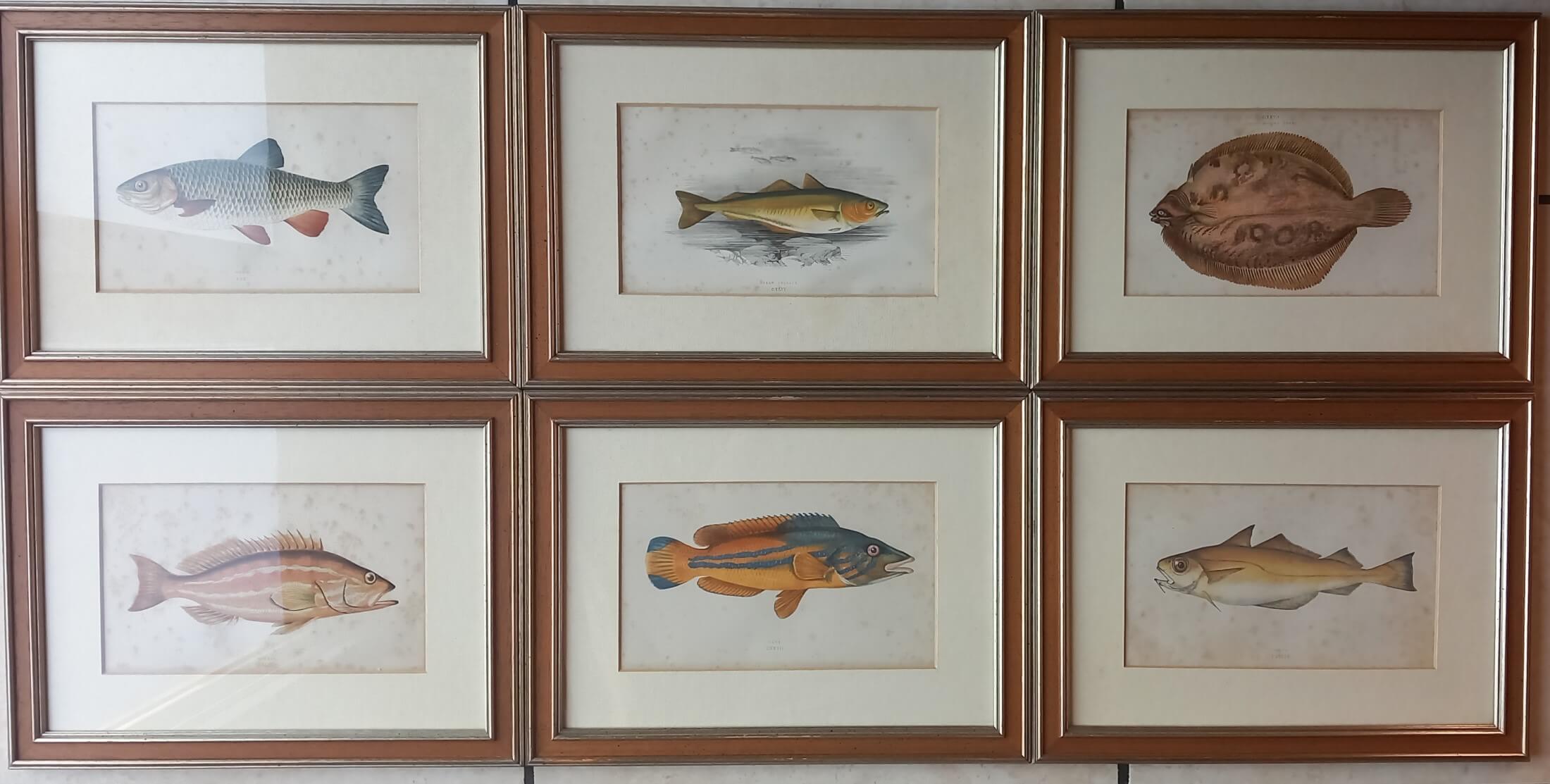 6 Engravings of fish by Jonathan Couch, 19th century | intOndo