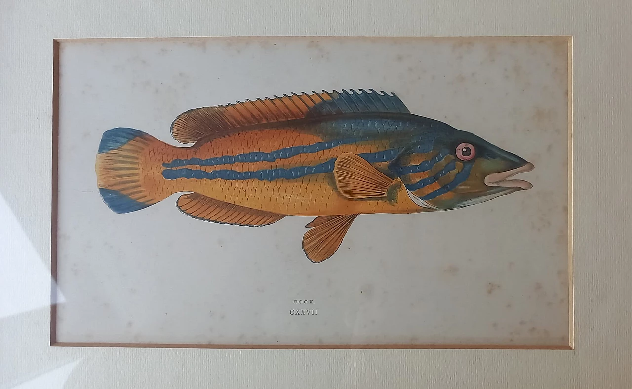 6 Engravings of fish by Jonathan Couch, 19th century 2