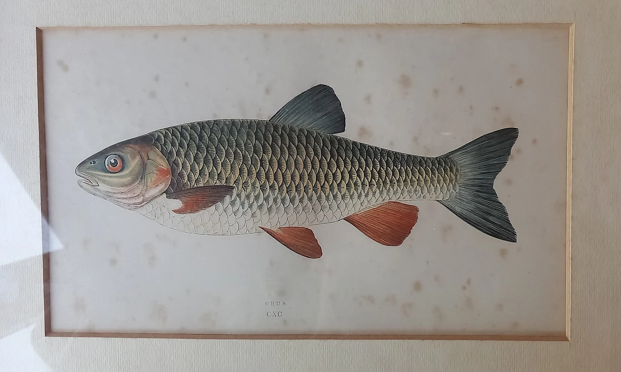 6 Incisioni di pesci di Jonathan Couch, '800 3
