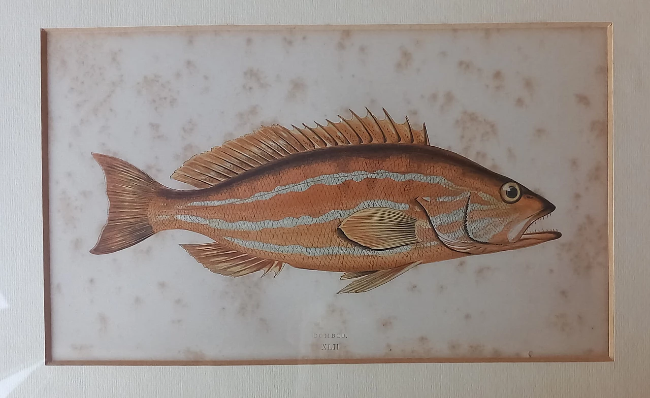 6 Engravings of fish by Jonathan Couch, 19th century 4