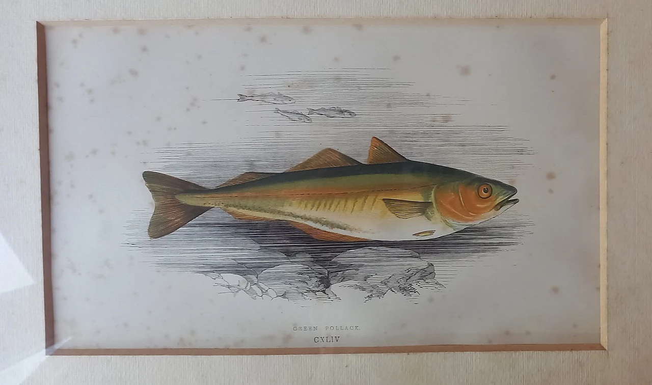 6 Engravings of fish by Jonathan Couch, 19th century 5
