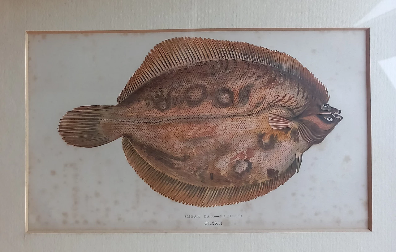 6 Engravings of fish by Jonathan Couch, 19th century 6