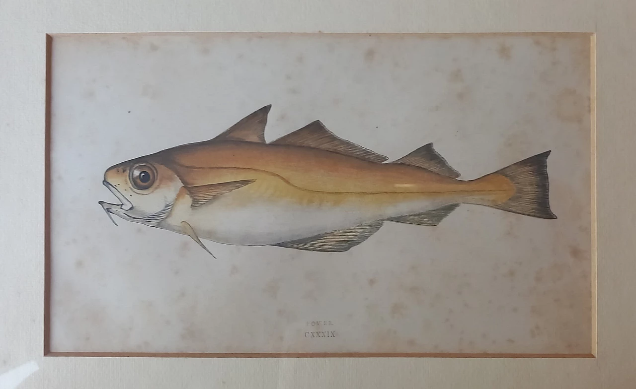 6 Engravings of fish by Jonathan Couch, 19th century 7