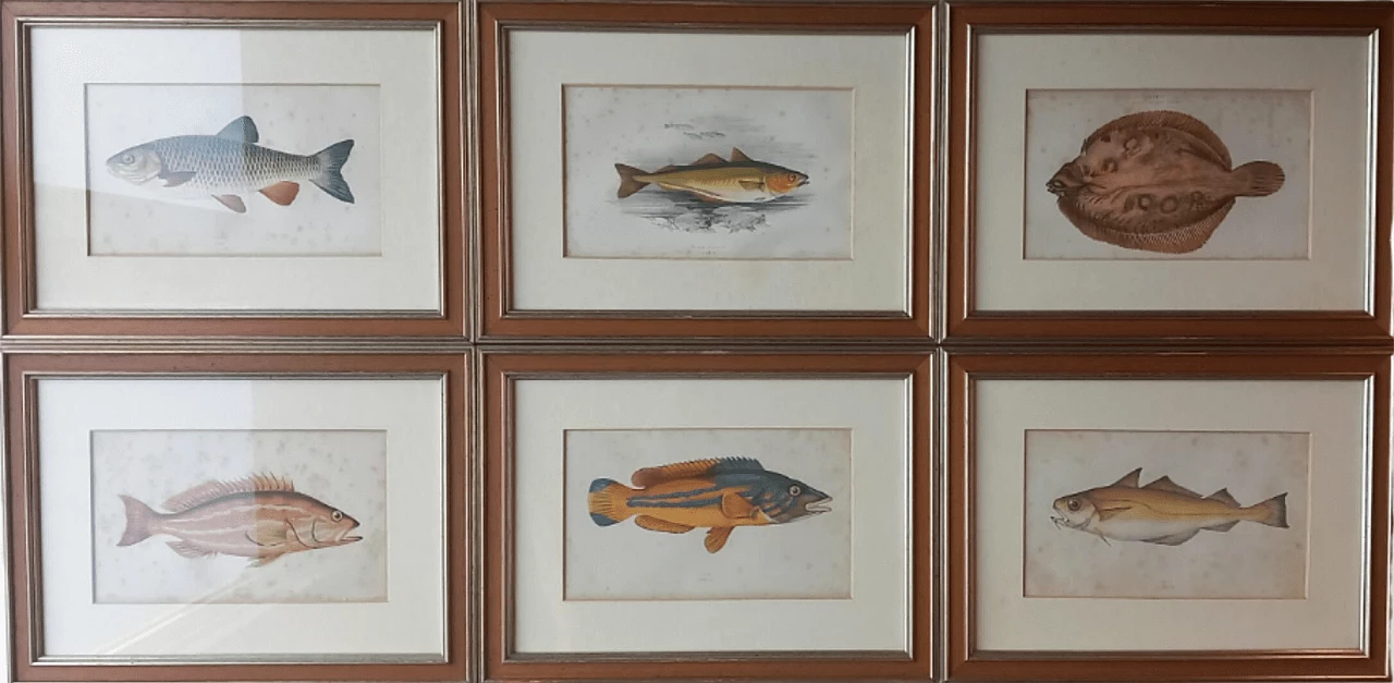 6 Engravings of fish by Jonathan Couch, 19th century 8