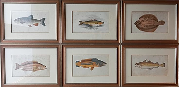 6 Engravings of fish by Jonathan Couch, 19th century