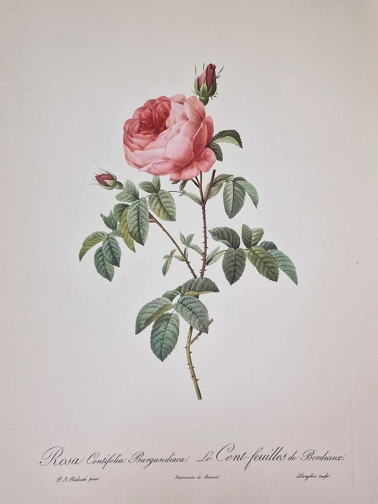 Pierre-Joseph Redouté, Rose, engraving with gold frame, 1959 1