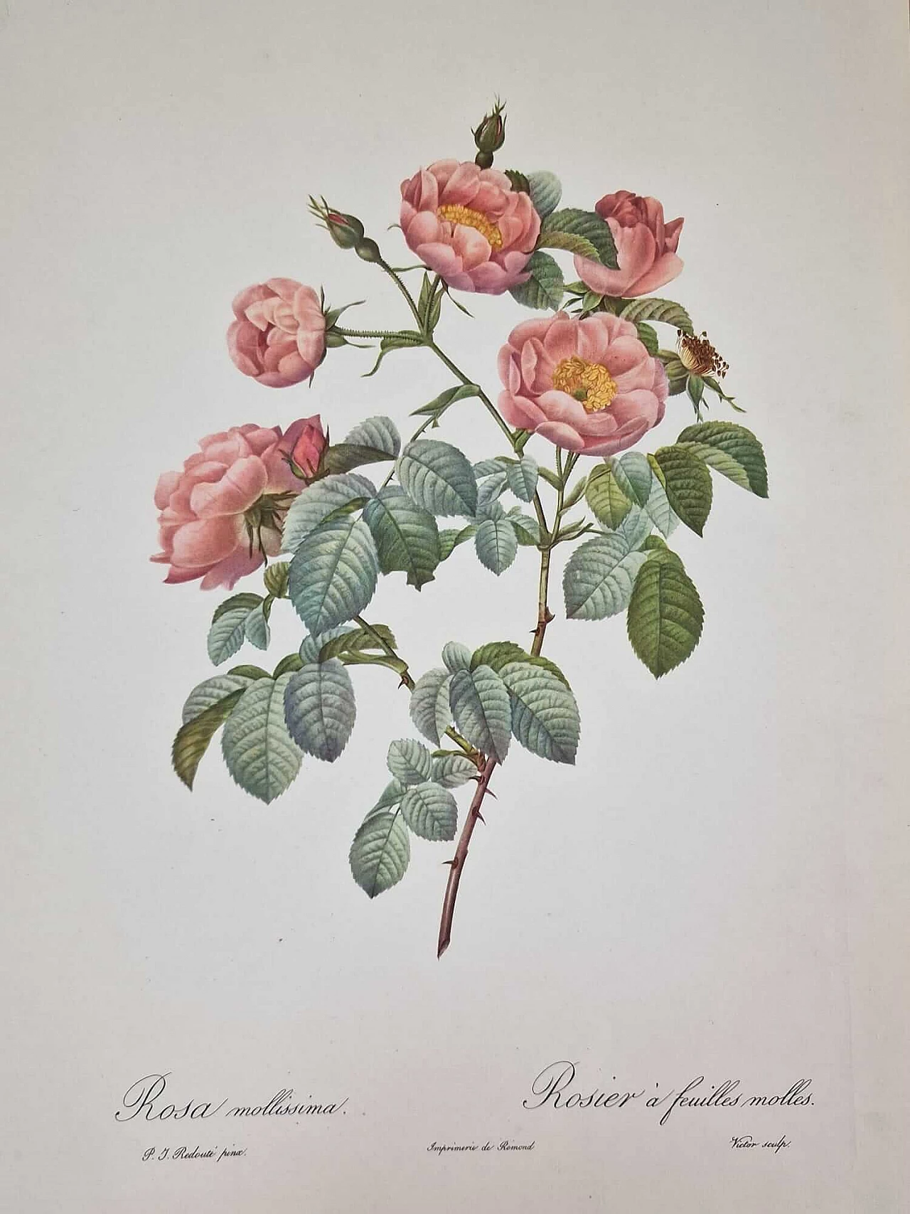 Pierre-Joseph Redouté, Rose, engraving with gold frame, 1959 2