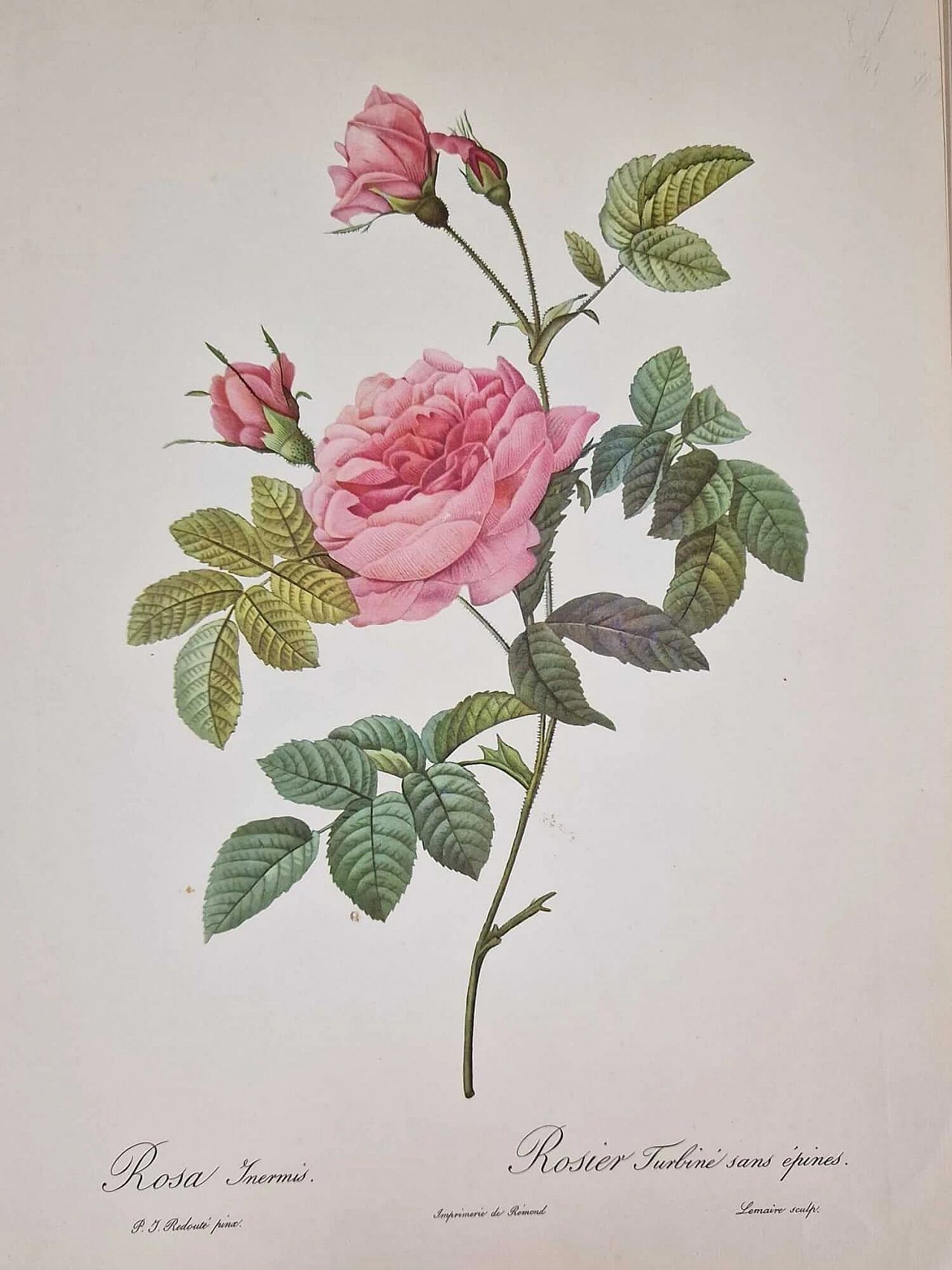 Pierre-Joseph Redouté, Rose, engraving with gold frame, 1959 3