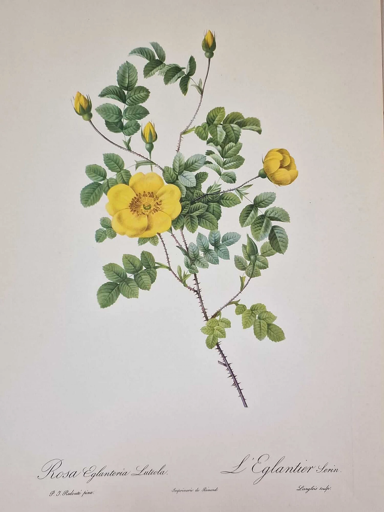 Pierre-Joseph Redouté, Rose, engraving with gold frame, 1959 4