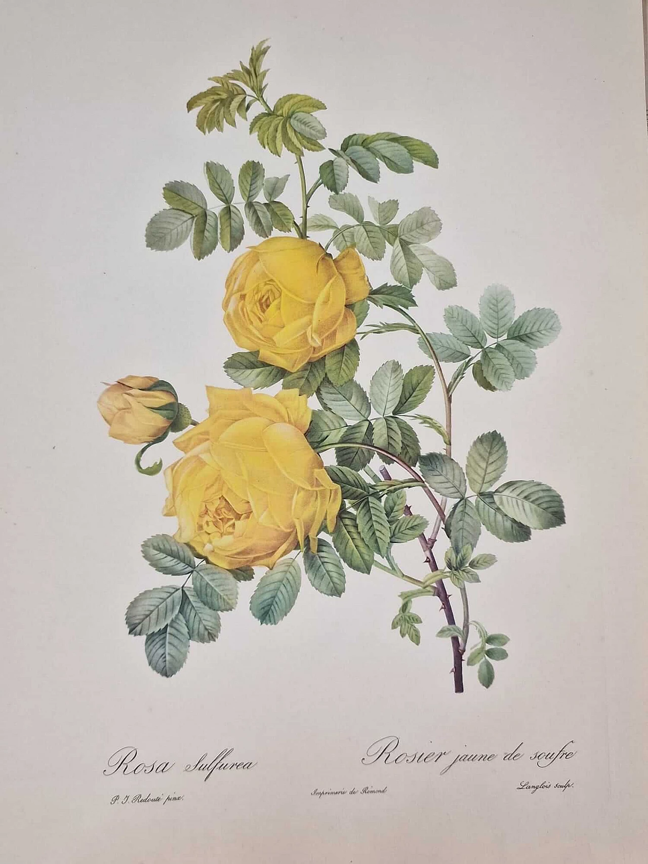 Pierre-Joseph Redouté, Rosa, incisione con cornice oro, 1959 5