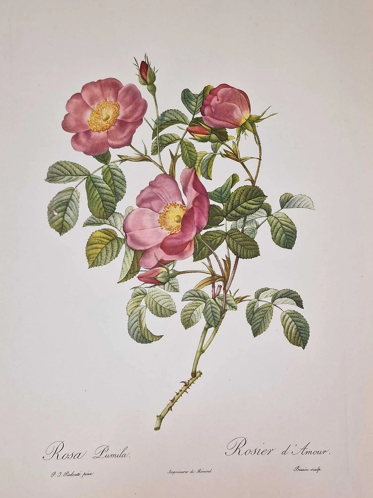 Pierre-Joseph Redouté, Rose, engraving with gold frame, 1959 6