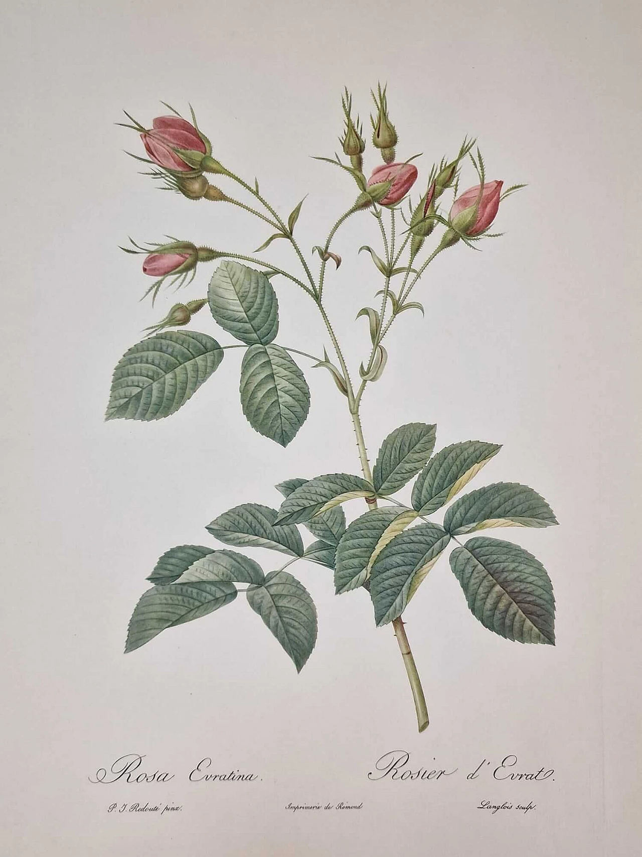 Pierre-Joseph Redouté, Rose, engraving with gold frame, 1959 7