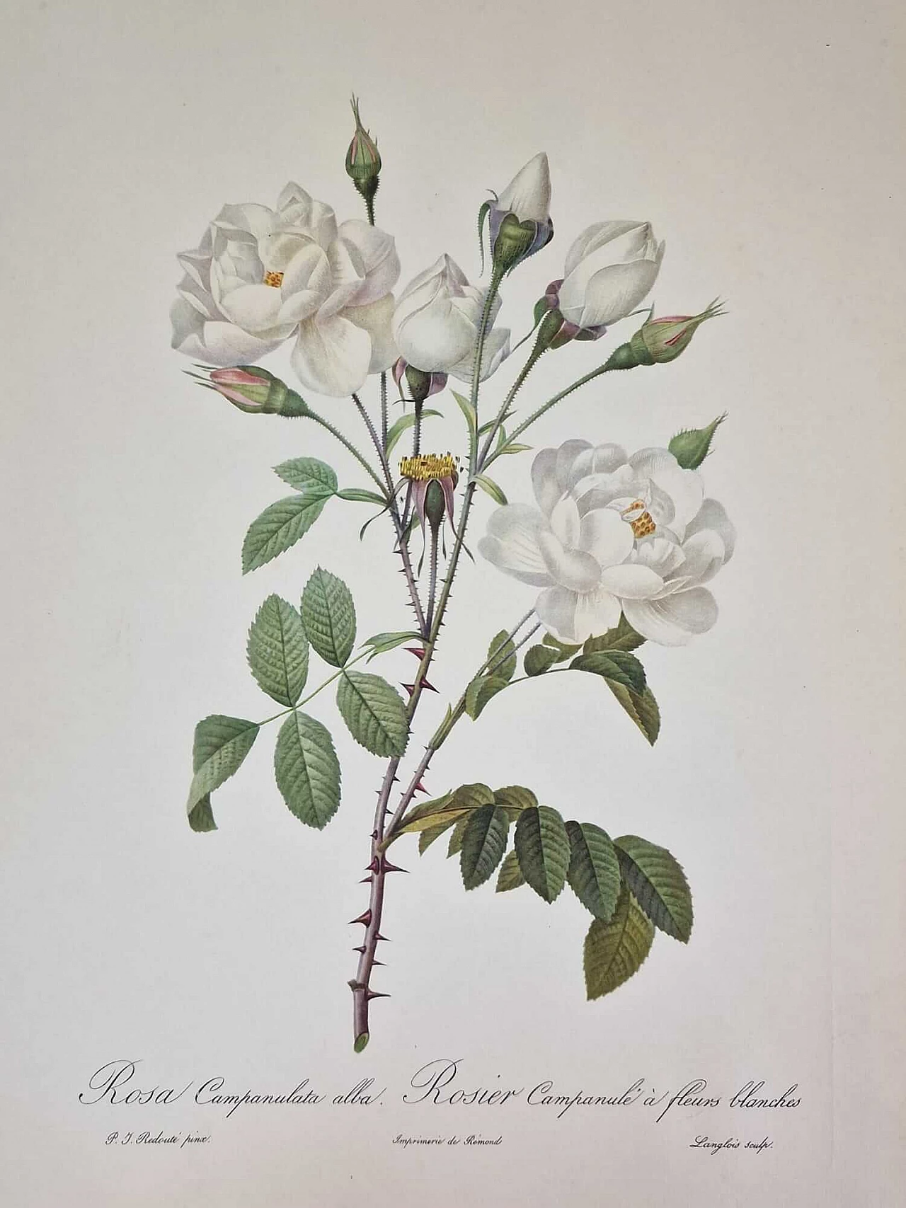 Pierre-Joseph Redouté, Rose, engraving with gold frame, 1959 8