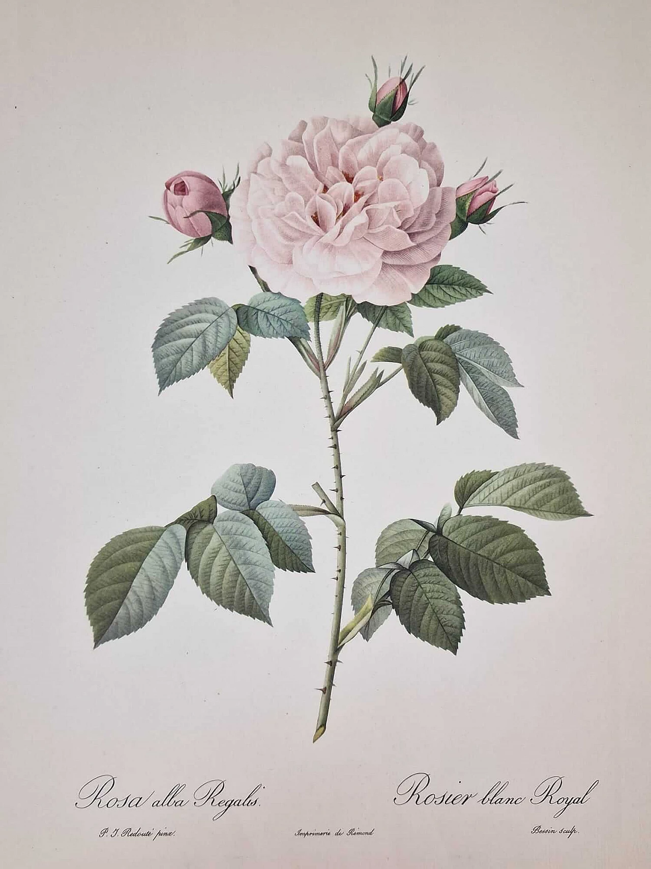 Pierre-Joseph Redouté, Rose, engraving with gold frame, 1959 9