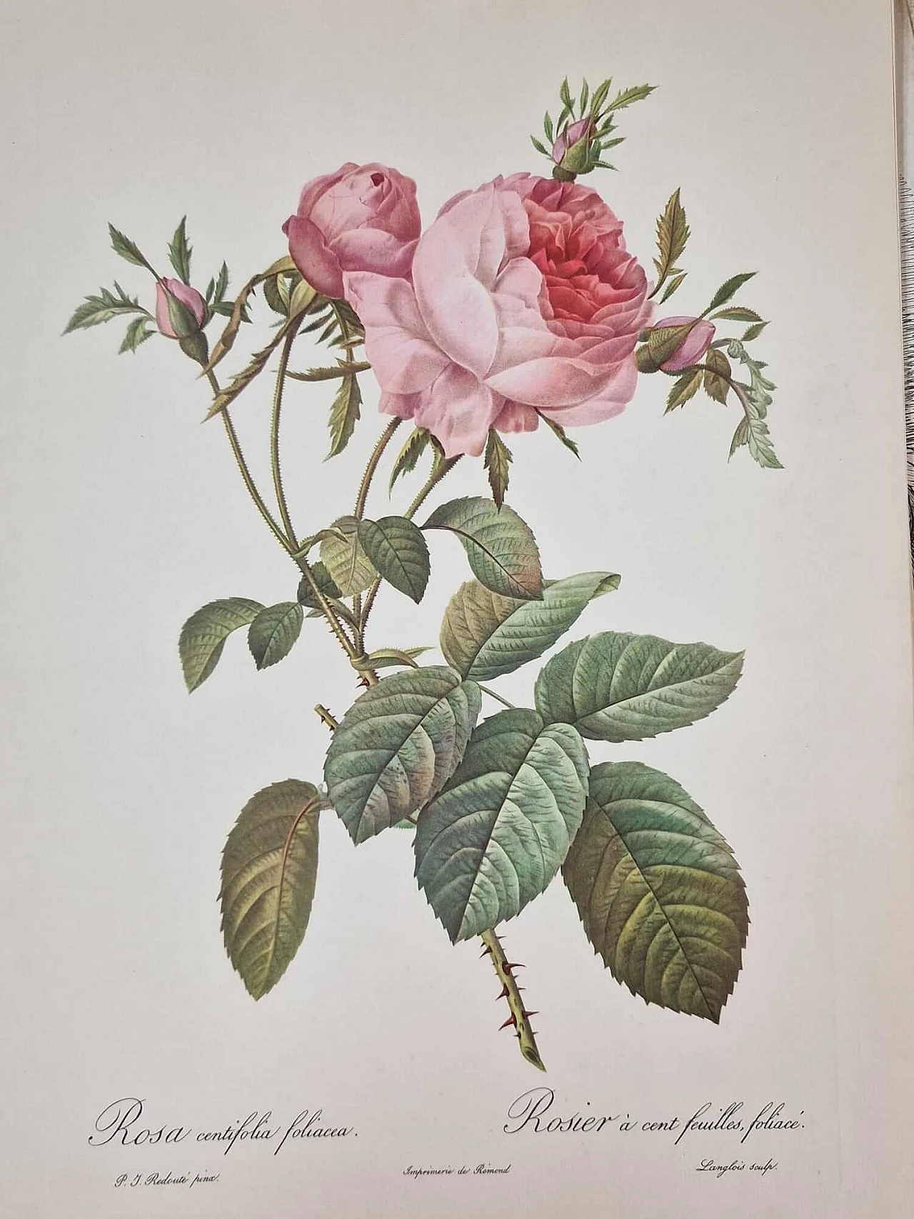 Pierre-Joseph Redouté, Rose, engraving with gold frame, 1959 10