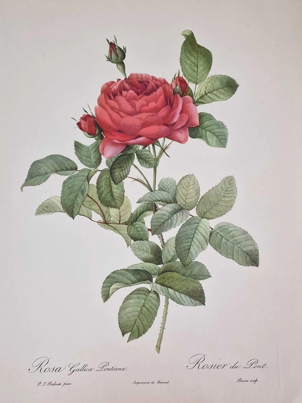 Pierre-Joseph Redouté, Rose, engraving with gold frame, 1959 11