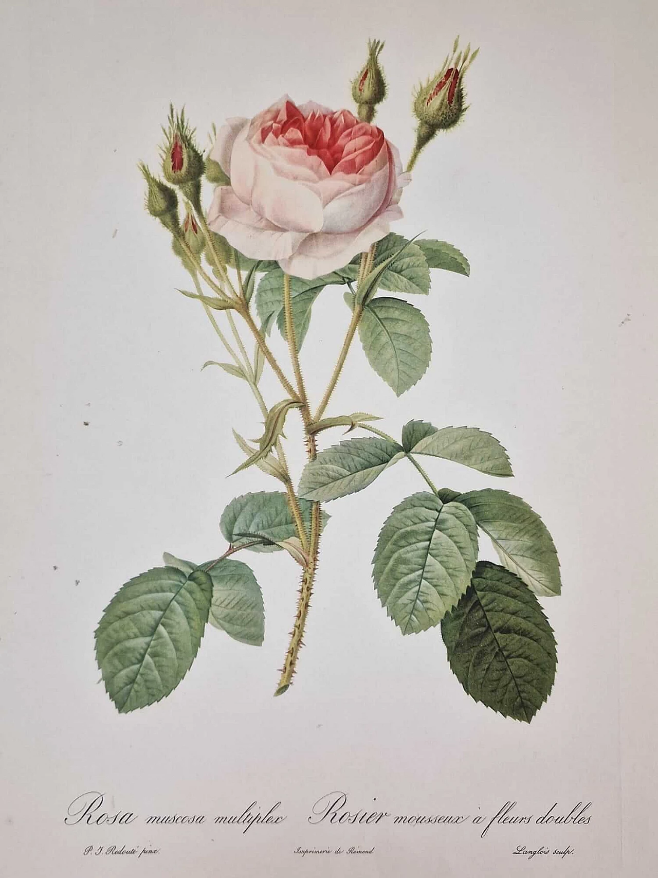 Pierre-Joseph Redouté, Rose, engraving with gold frame, 1959 12