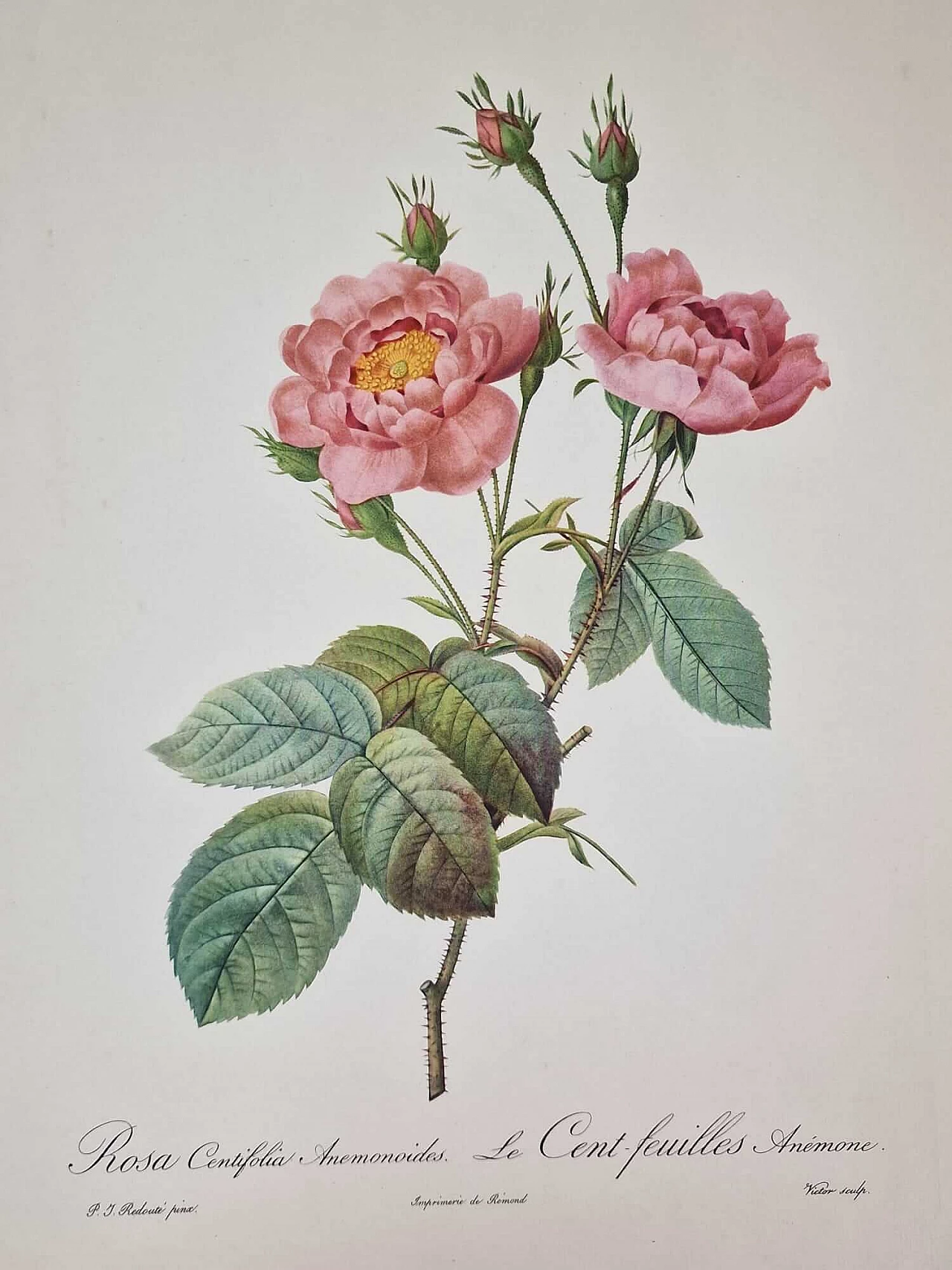 Pierre-Joseph Redouté, Rose, engraving with gold frame, 1959 13