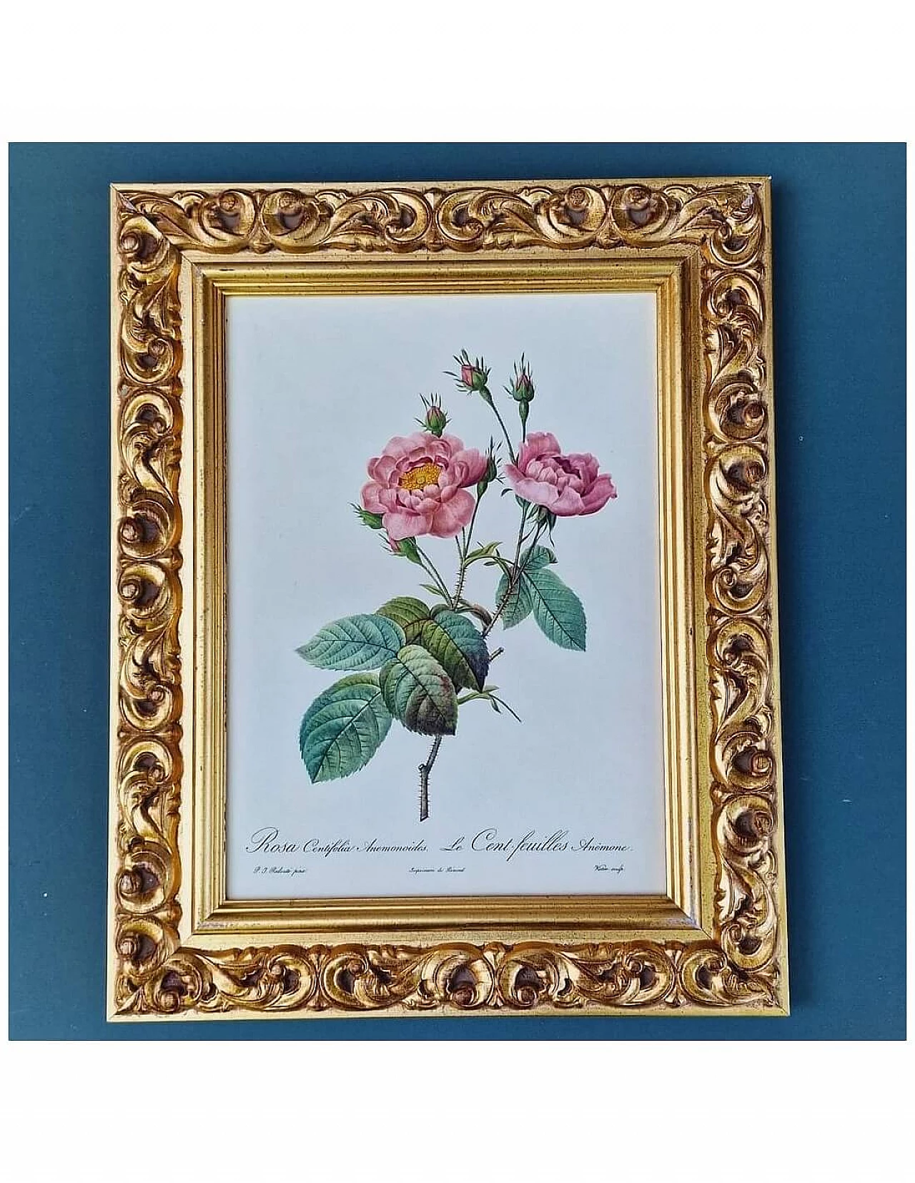 Pierre-Joseph Redouté, Rose, engraving with gold frame, 1959 14