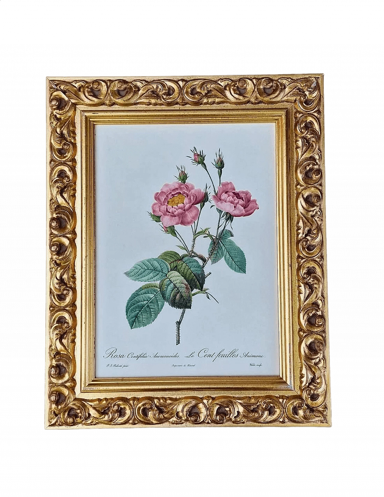 Pierre-Joseph Redouté, Rose, engraving with gold frame, 1959 15
