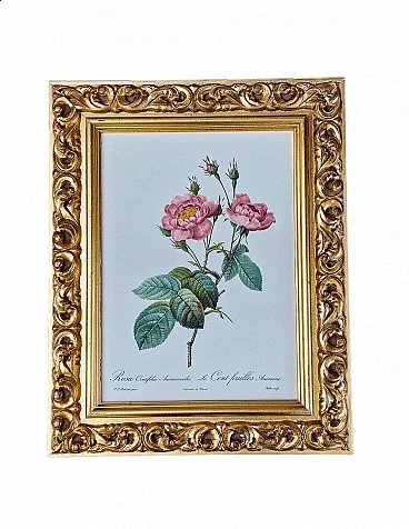 Pierre-Joseph Redouté, Rose, engraving with gold frame, 1959