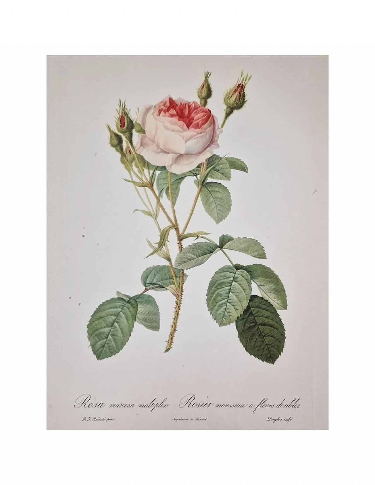 Pierre-Joseph Redouté, Rose, framed engraving, 1959 2