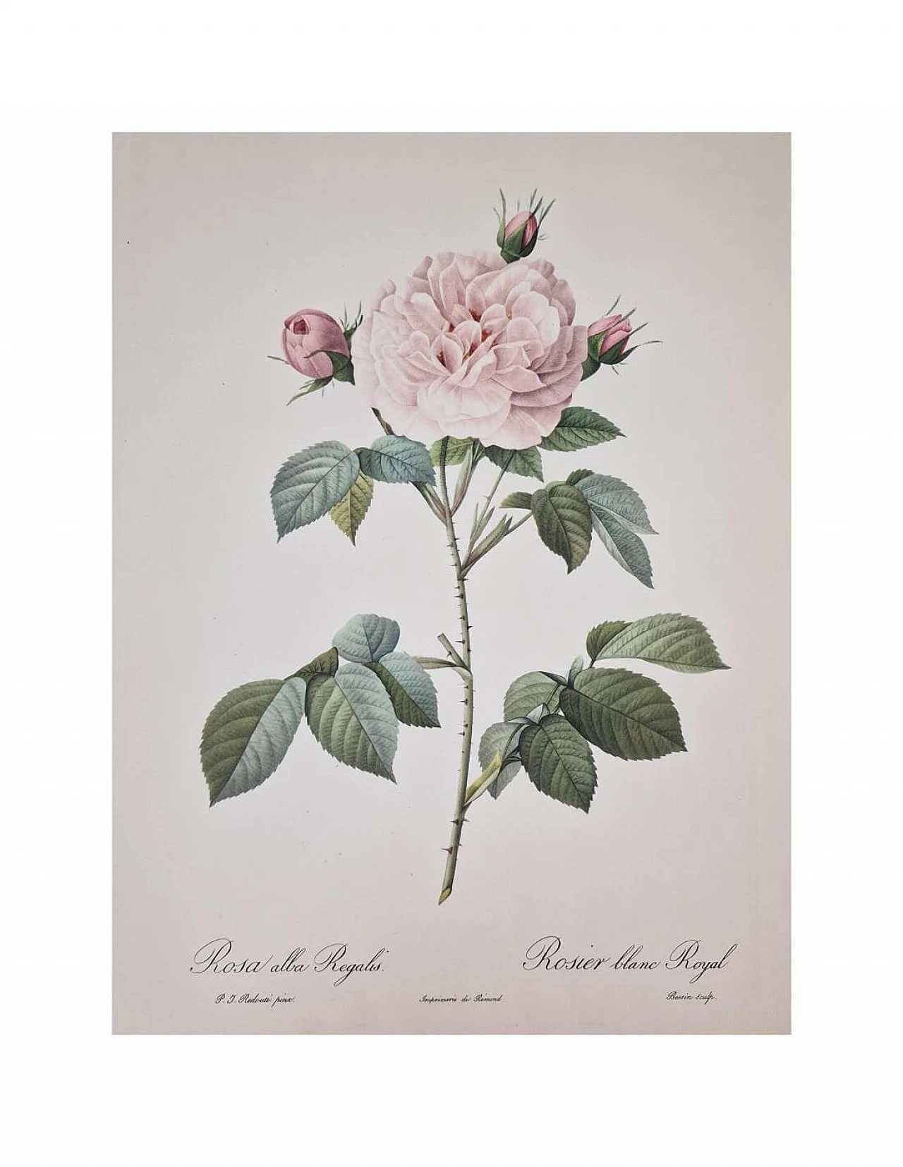 Pierre-Joseph Redouté, Rose, framed engraving, 1959 5