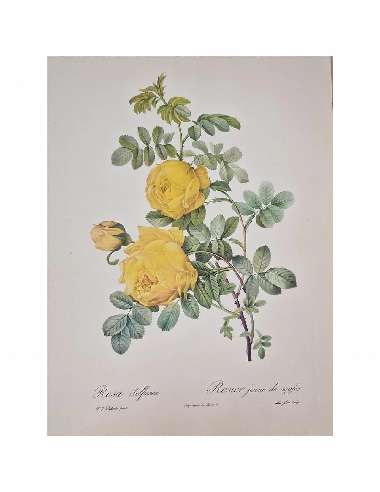 Pierre-Joseph Redouté, Rose, framed engraving, 1959 8