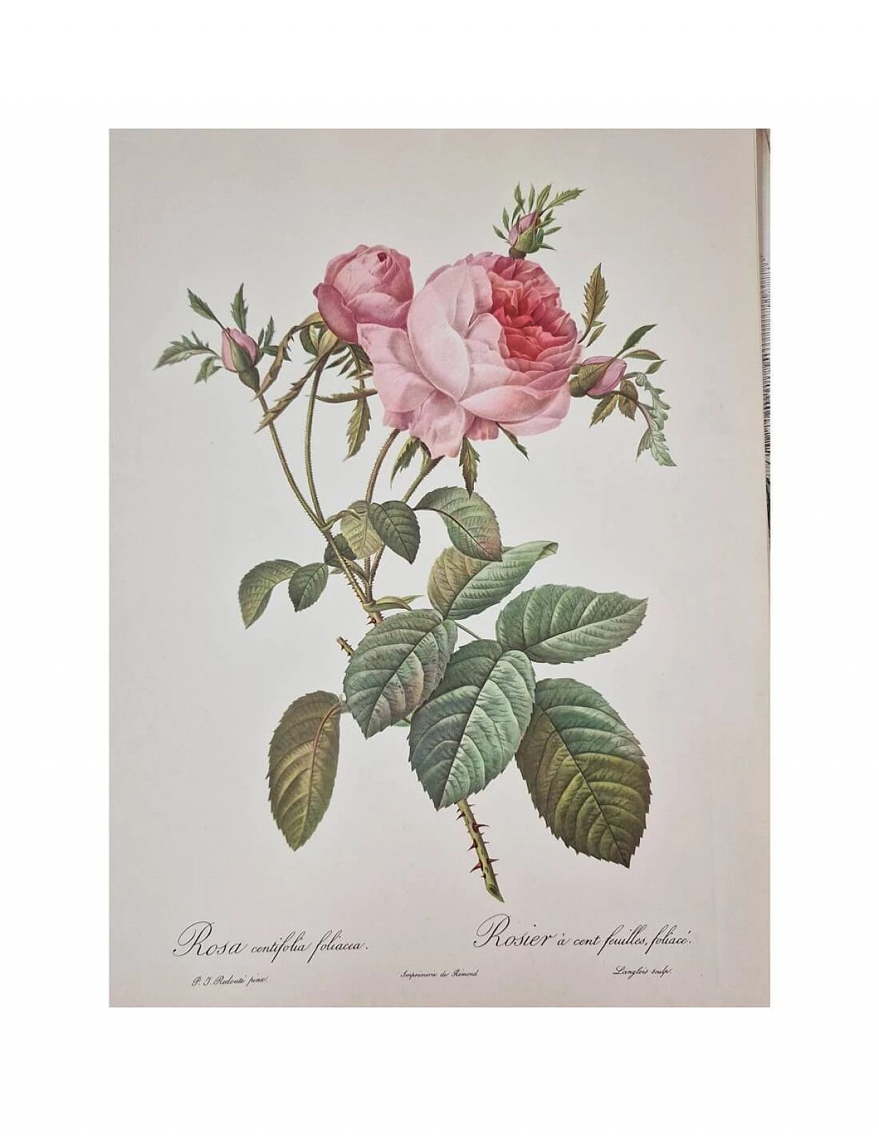 Pierre-Joseph Redouté, Rose, framed engraving, 1959 11