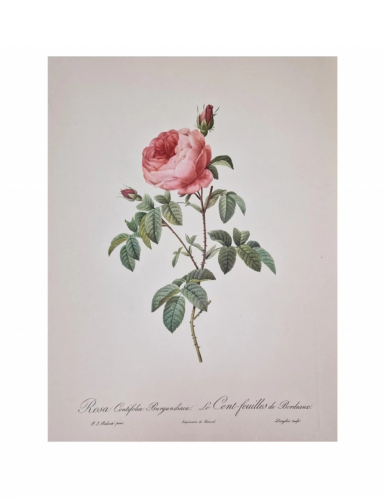 Pierre-Joseph Redouté, Rose, framed engraving, 1959 13