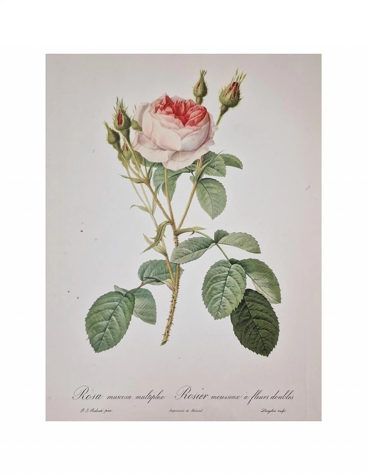 Pierre-Joseph Redouté, Rose, etching with black frame, 1959 1