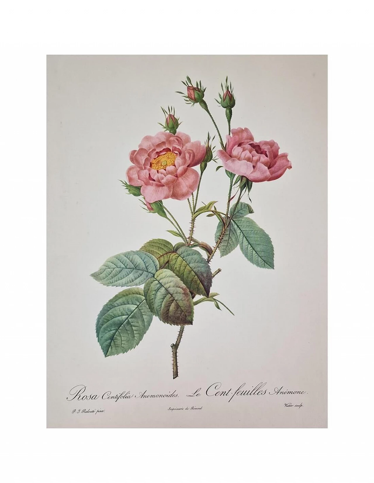 Pierre-Joseph Redouté, Rose, etching with black frame, 1959 2