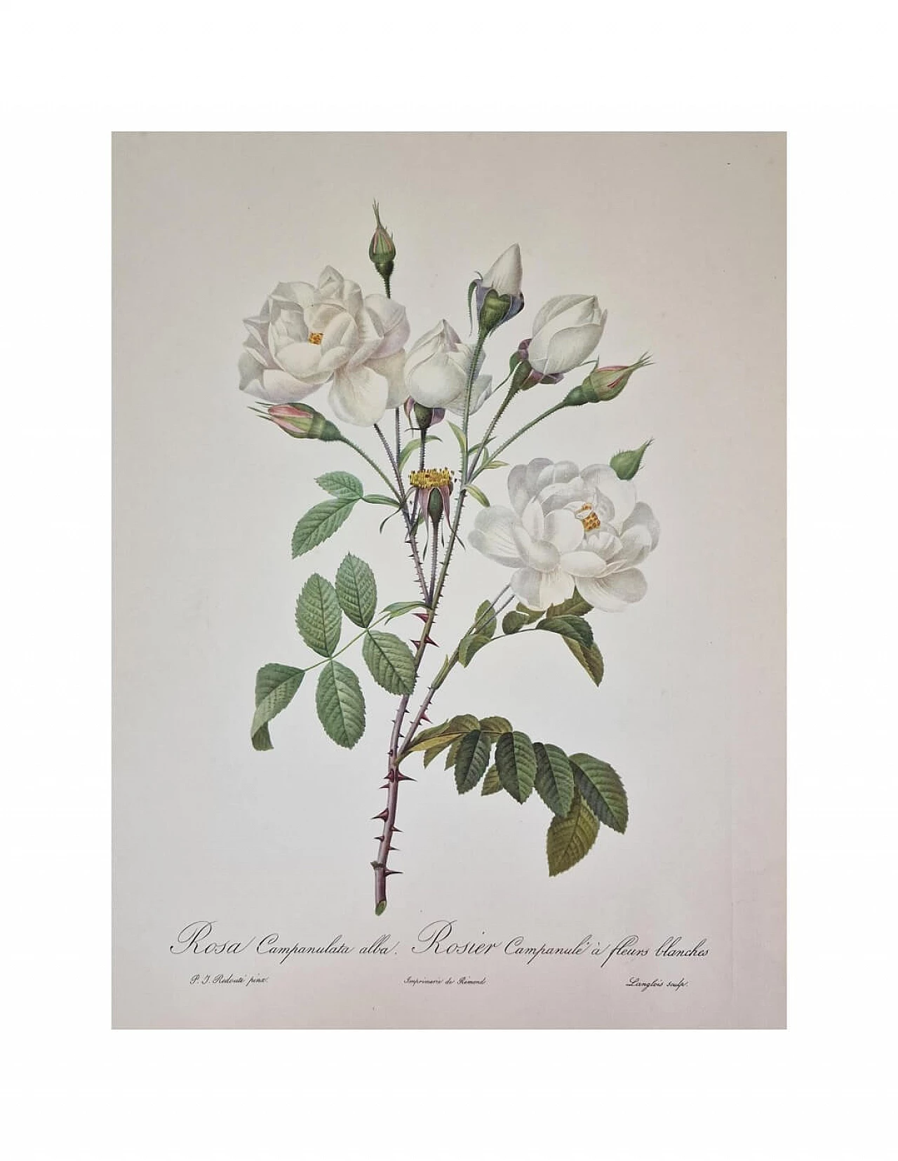 Pierre-Joseph Redouté, Rose, etching with black frame, 1959 3