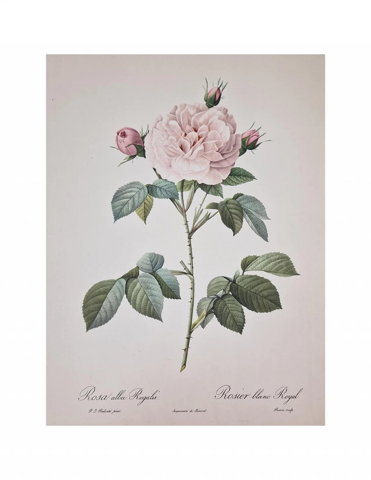 Pierre-Joseph Redouté, Rose, etching with black frame, 1959 4