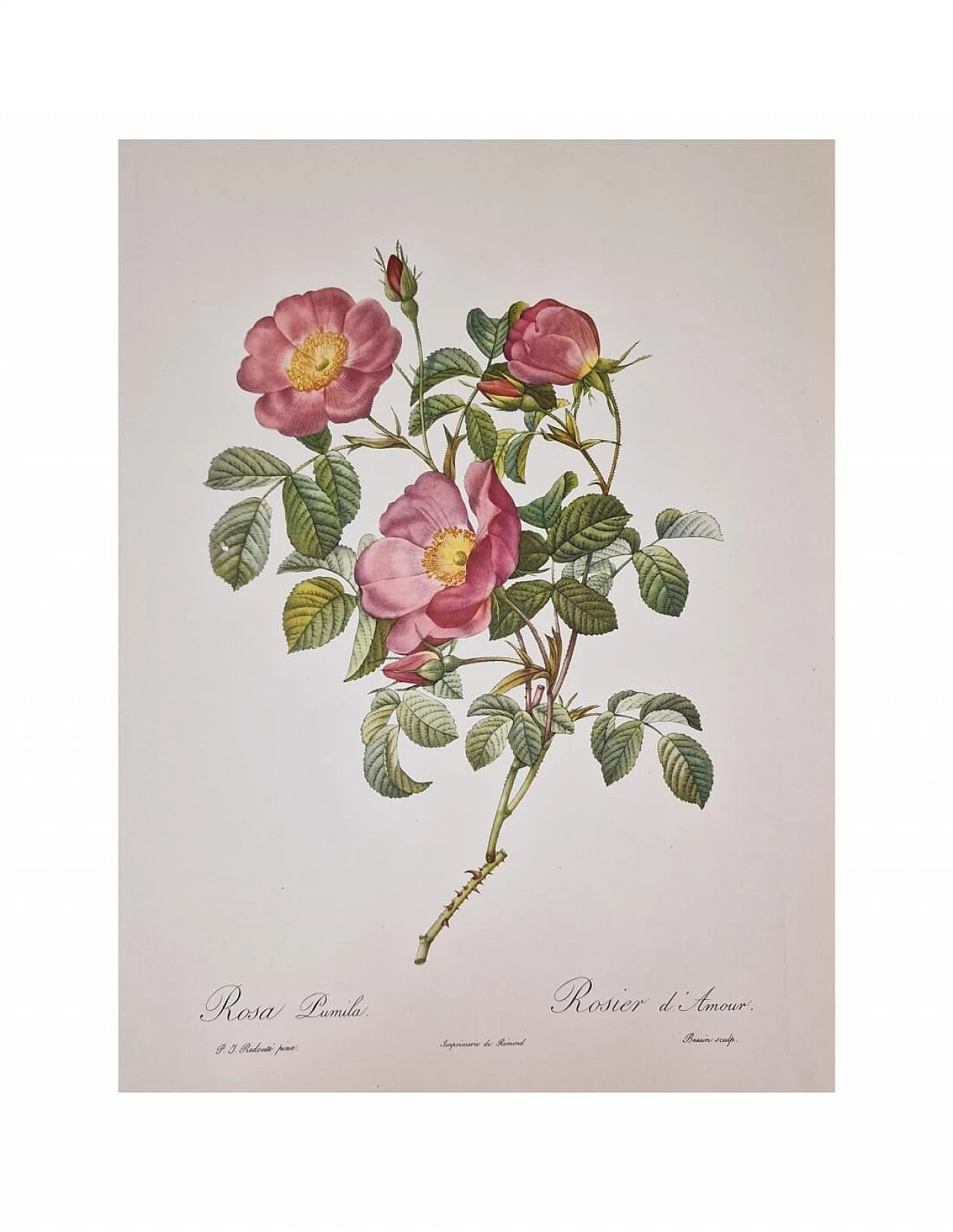 Pierre-Joseph Redouté, Rose, etching with black frame, 1959 5