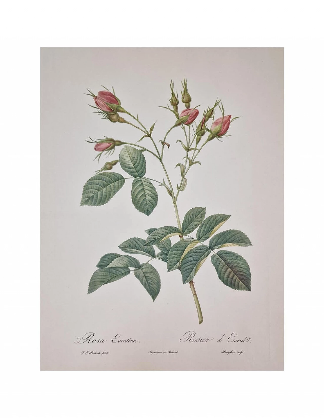 Pierre-Joseph Redouté, Rose, etching with black frame, 1959 6