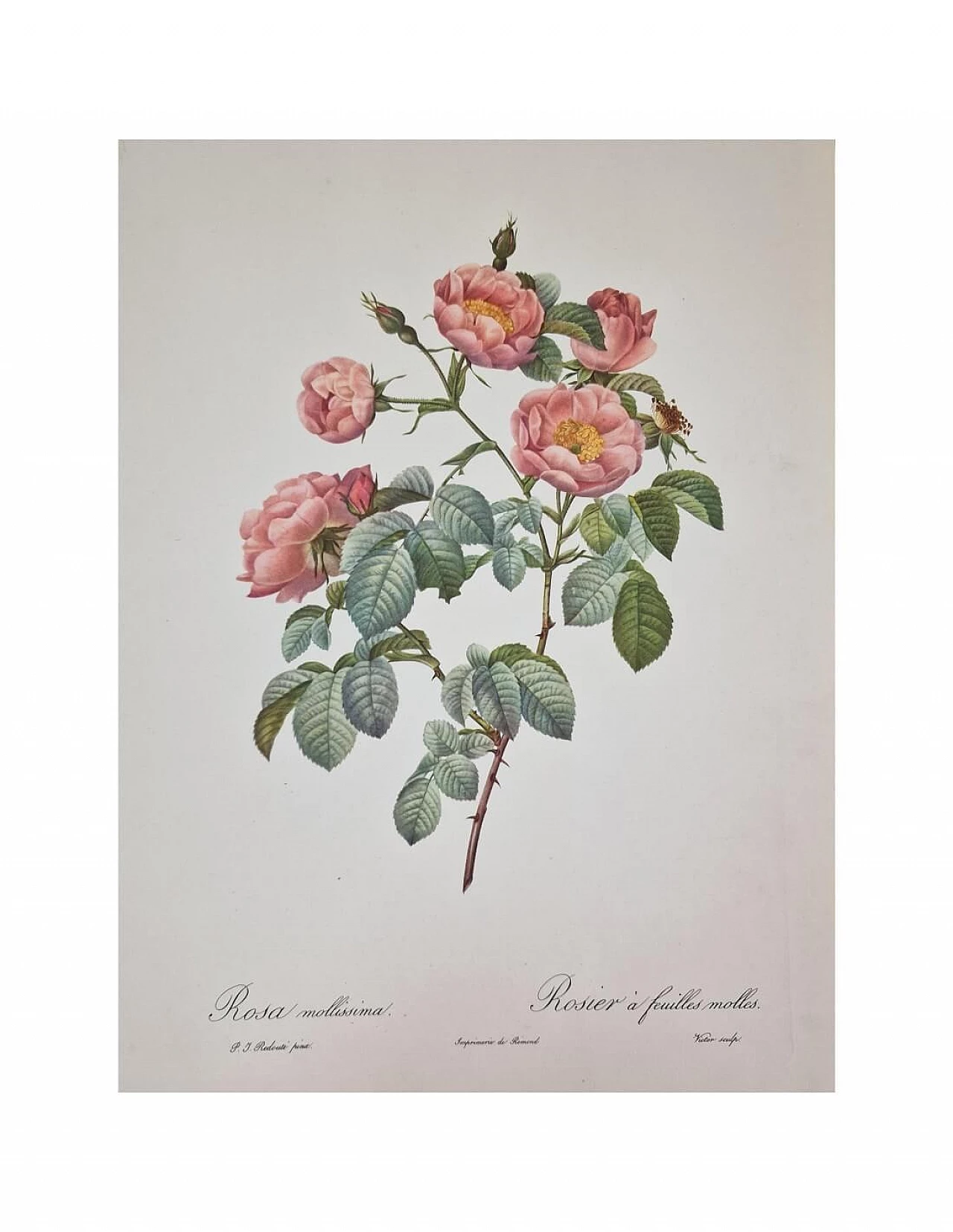 Pierre-Joseph Redouté, Rose, etching with black frame, 1959 8