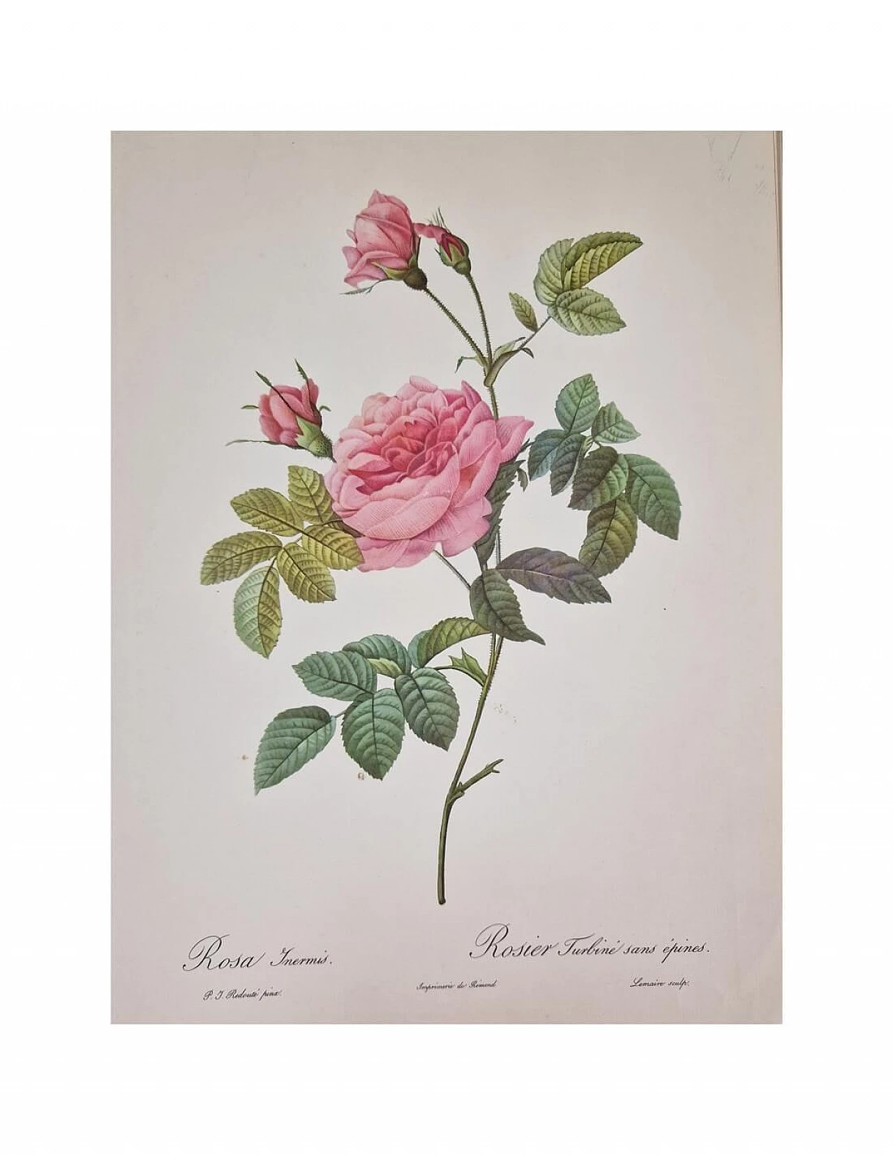 Pierre-Joseph Redouté, Rose, etching with black frame, 1959 9