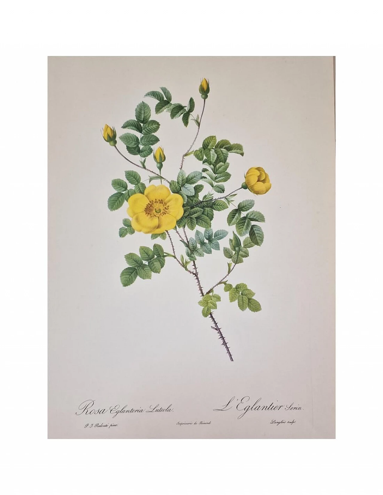 Pierre-Joseph Redouté, Rose, etching with black frame, 1959 11