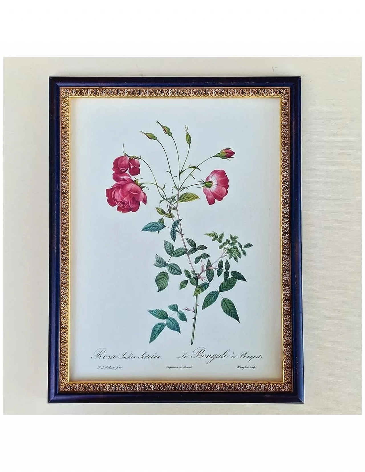 Pierre-Joseph Redouté, Rose, etching with black frame, 1959 13