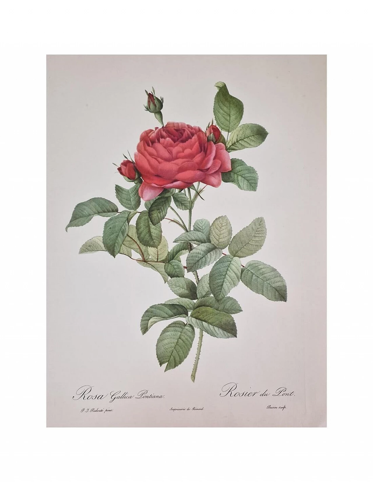 Pierre-Joseph Redouté, Rose, etching with black frame, 1959 14
