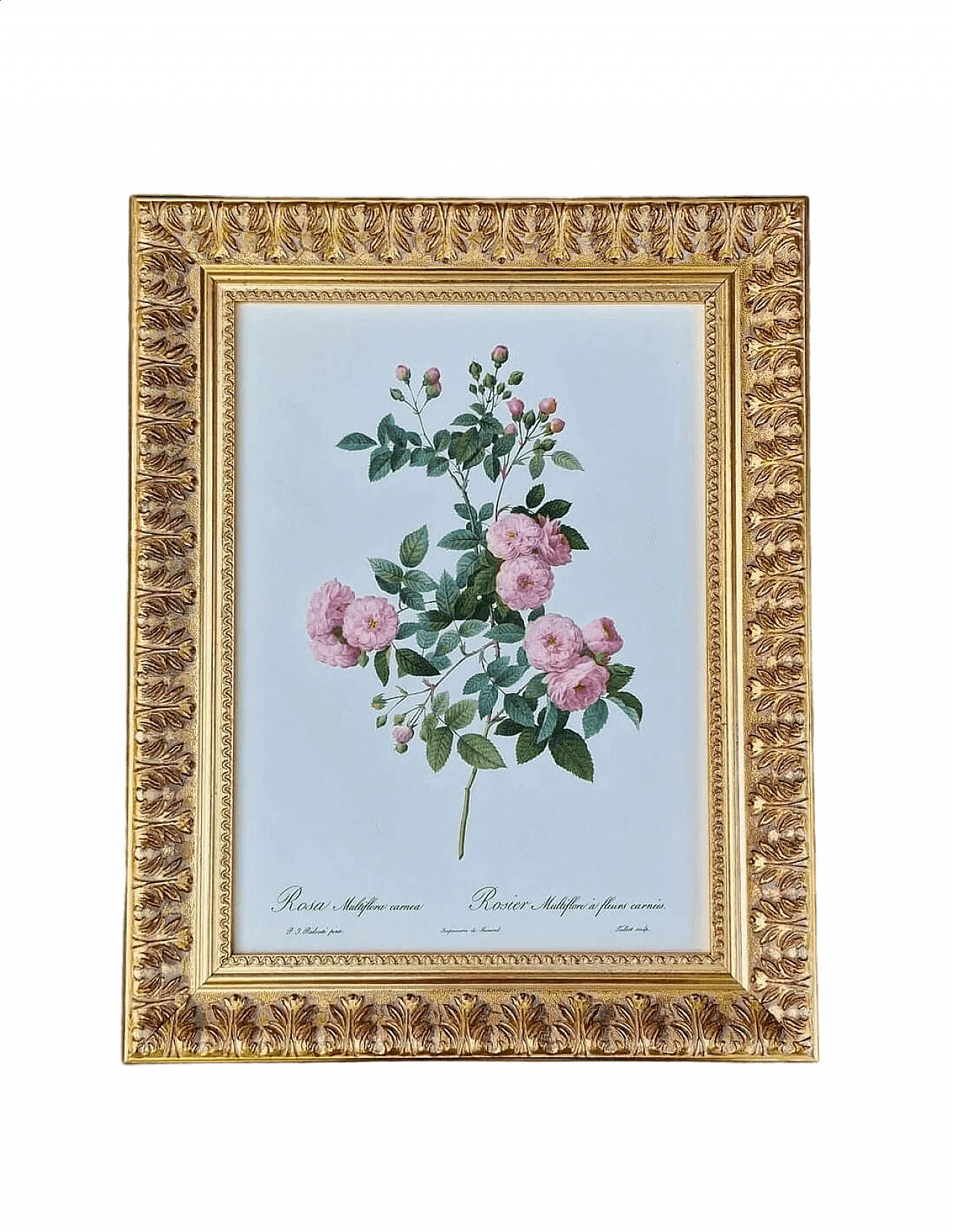 Pierre-Joseph Redouté, Rose, framed engraving, 1959 15