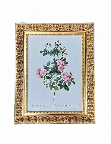 Pierre-Joseph Redouté, Rose, framed engraving, 1959
