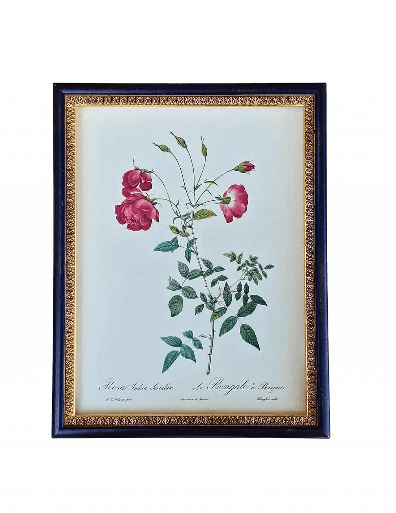 Pierre-Joseph Redouté, Rose, etching with black frame, 1959 15