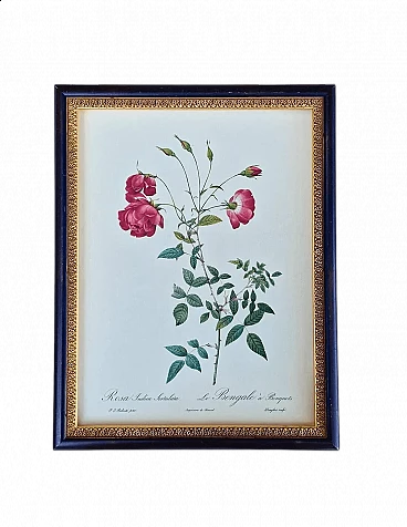 Pierre-Joseph Redouté, Rose, etching with black frame, 1959