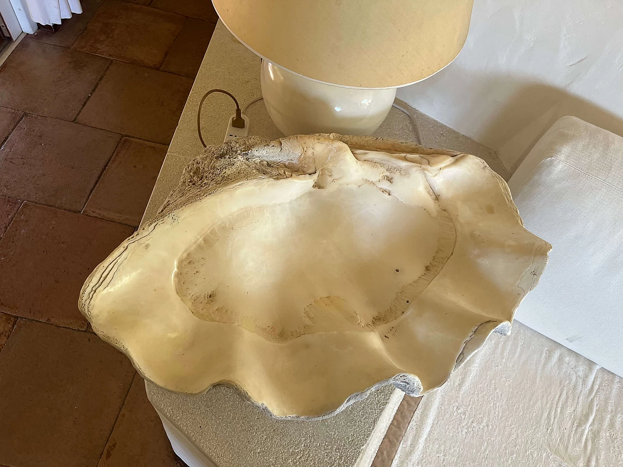 Tridacna gigante, '800 3