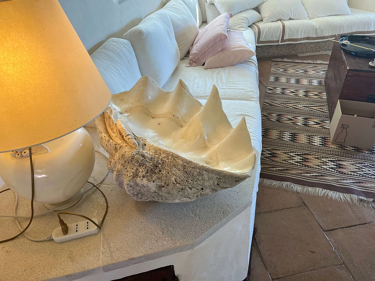 Tridacna gigante, '800 4