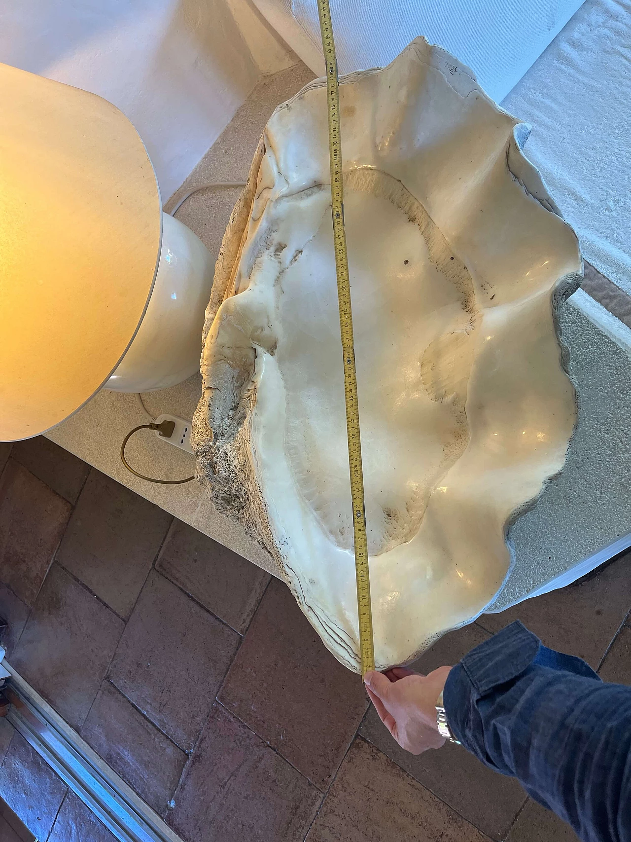 Tridacna gigante, '800 5