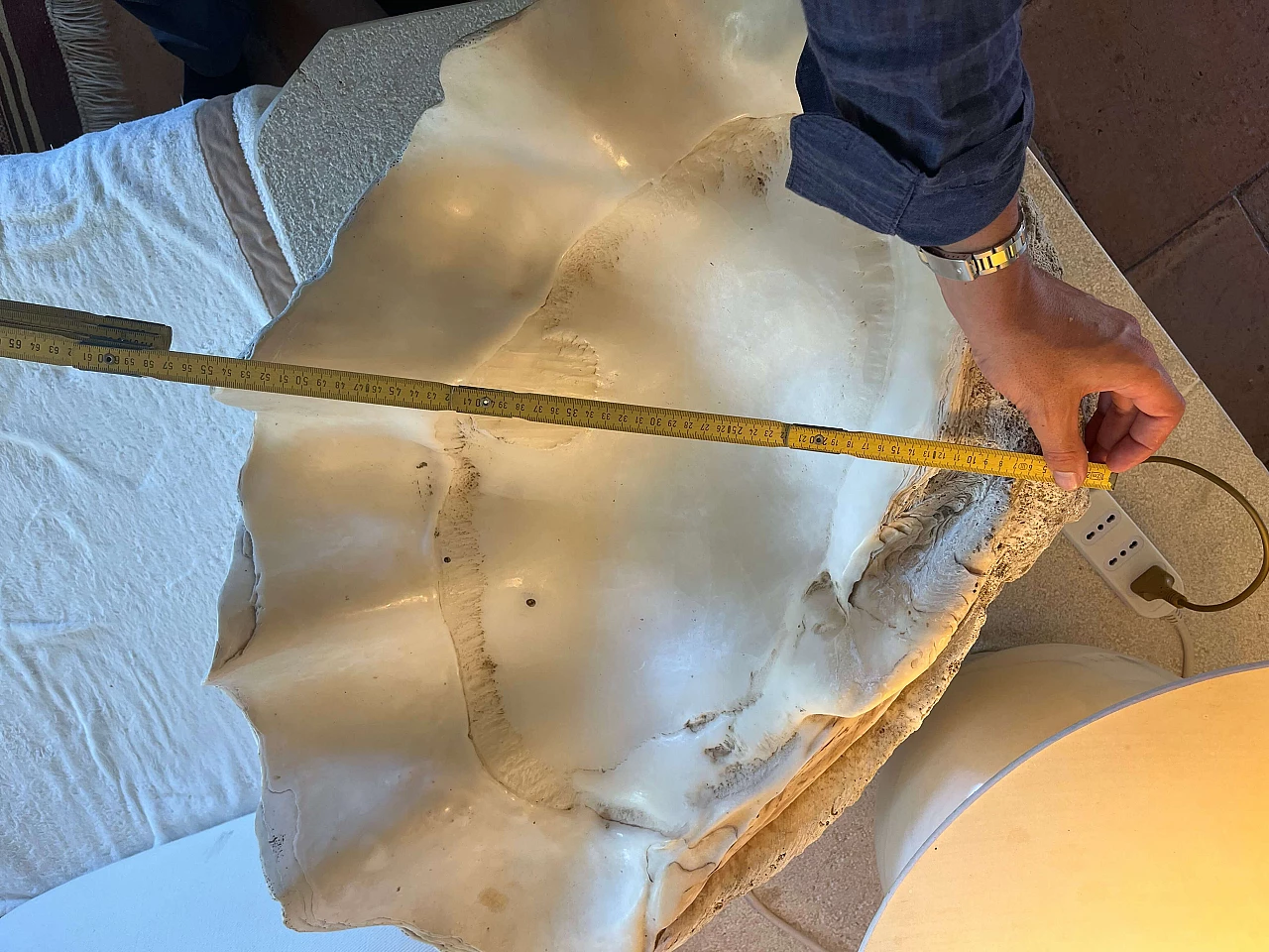 Tridacna gigante, '800 6