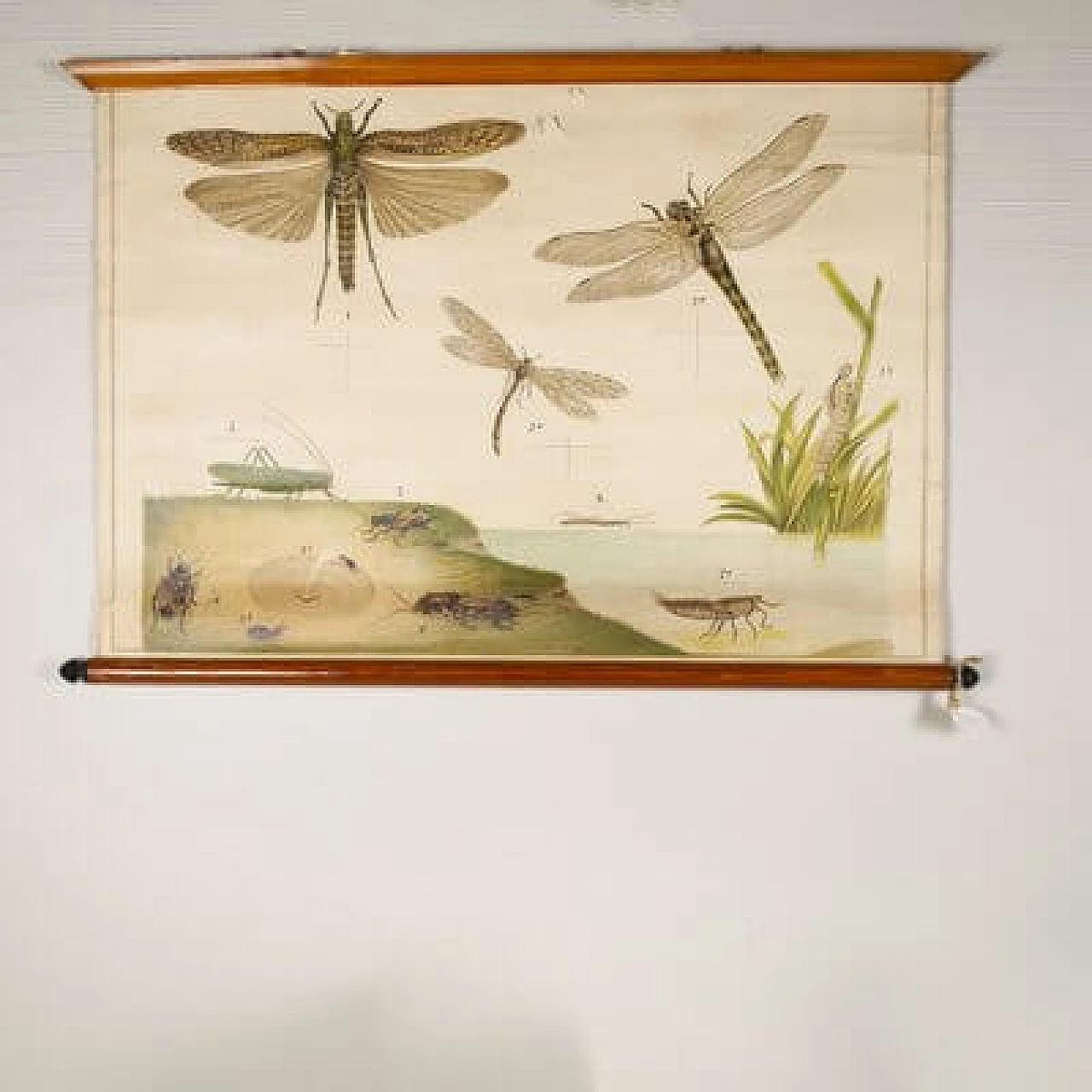 Insects, canvas print by Antonio Vallardi Editore, 1960s 2
